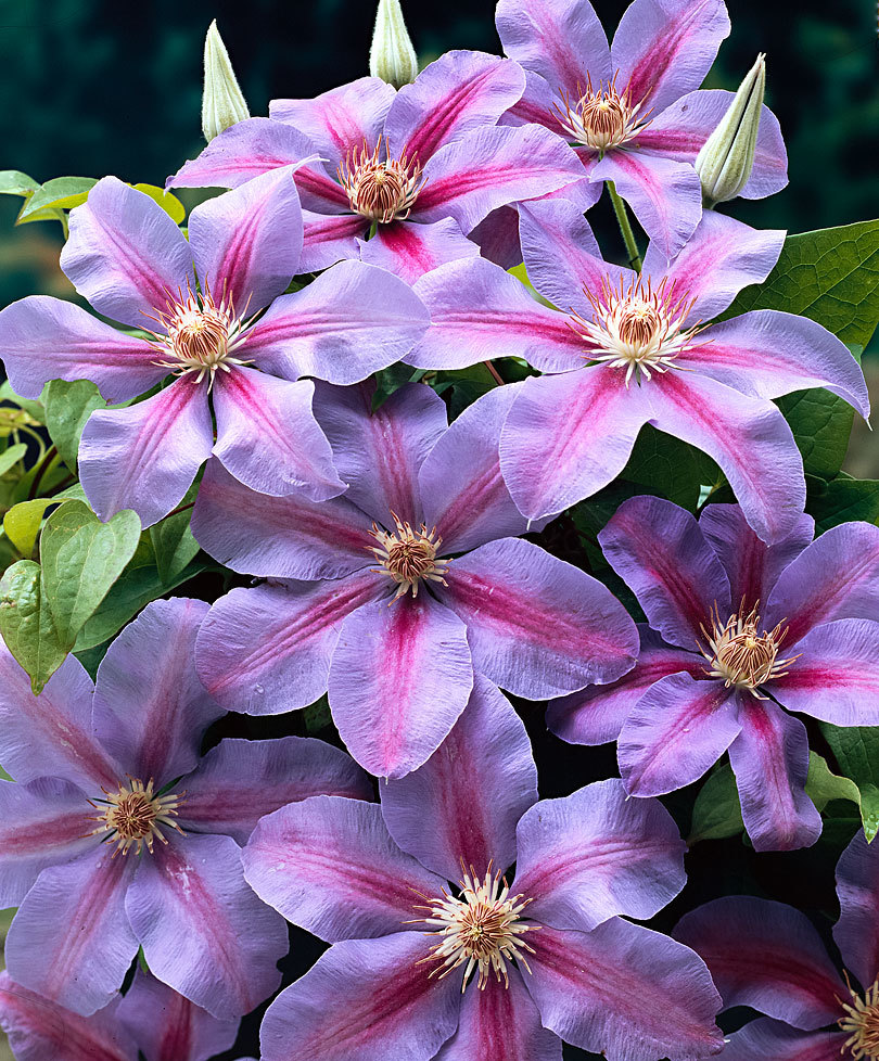 Clematis 'Etoile de Malicorne'